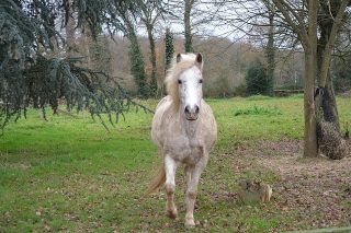 Equitation 5G – 23 février 2018 Equitation 5G – 23 février 2018